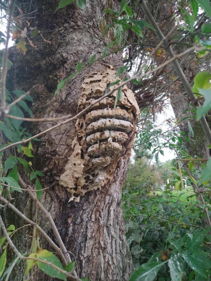 Récupération d'essaims d'abeilles Rumilly