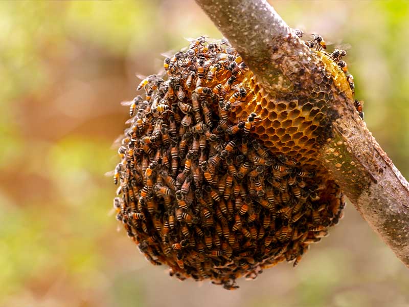 Déplacement d'essaims d'abeilles Rumilly