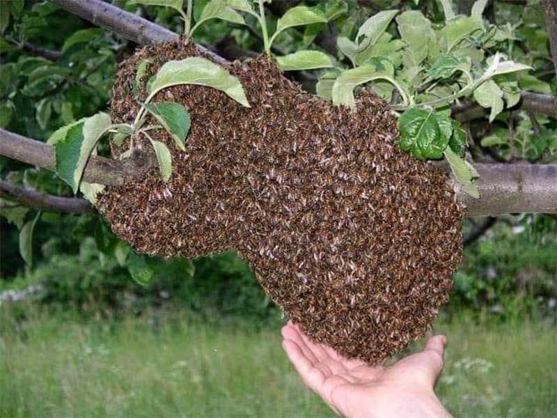 Destruction de nids de guêpes Récupération d'essaims d'abeilles Rumilly